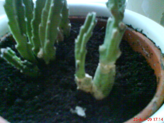 rotes kriechendes thymian Kaufen Sie kriechenden Thymian Thymus praecox 'Coccineus' rosaroten Thymian