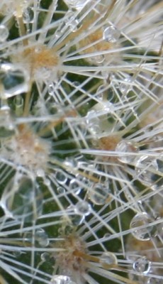 Wassertropfen - Turbinicarpus - 25.06.2009.jpg