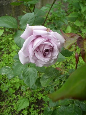 P10100011.jpg