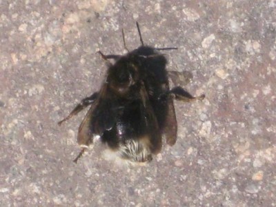 IMG_6452.JPG