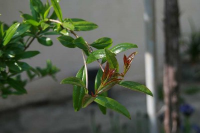K800_IMG_2798.JPG