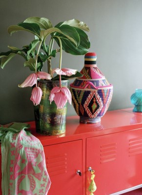 medinilla-magnifica.jpg