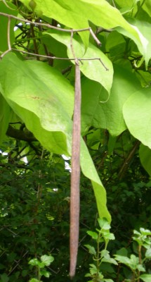 Schote.jpg