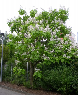 baum.jpg
