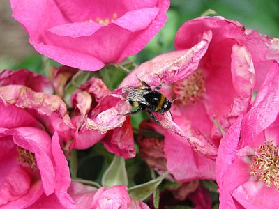 hummel17.jpg