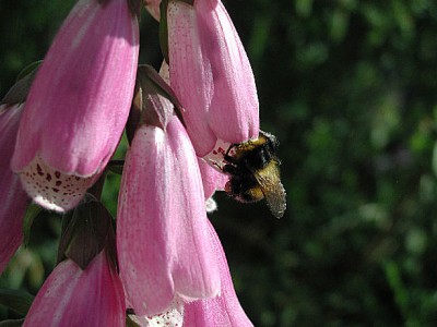 Hummel19.jpg