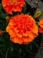 Tagetes-2.JPG