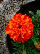 Tagetes.JPG