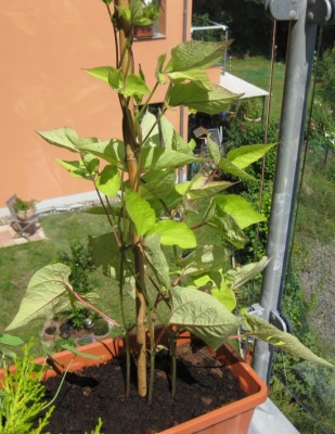 feuerbohne.jpg