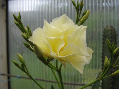 IMG_2003 Oleander gelb.jpg