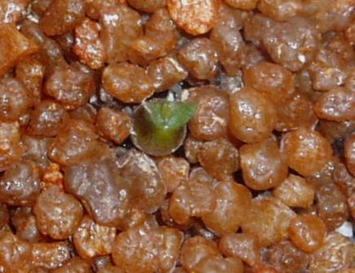 Medusae 2.JPG