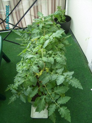 PICT0320.JPG