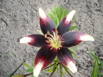 IMGP0385.JPG