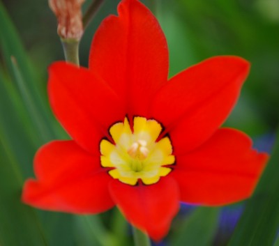 Gauklerblume.jpg
