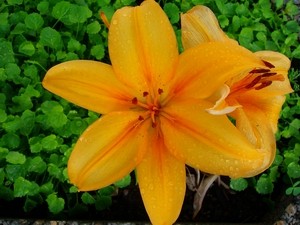 Lilie-2.JPG