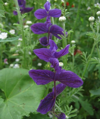 salvia hormium.jpg
