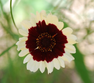 Coreopsis_Jive.jpg