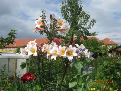 Green2009_2494.jpg