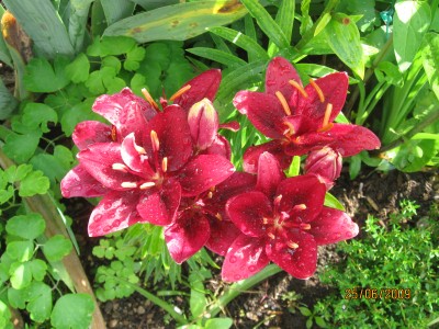 Green2009_2499.jpg