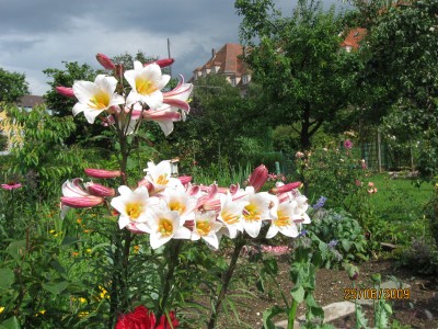 Green2009_2493.jpg