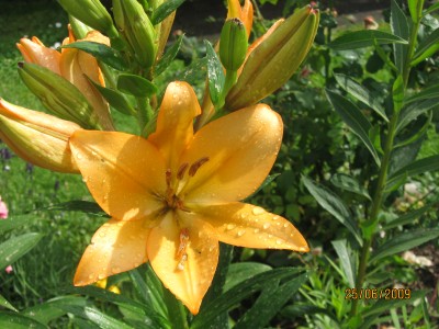 Green2009_2495.jpg