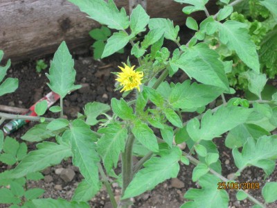 Green2009_2503.jpg