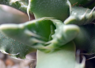 DSC_2317g.jpg