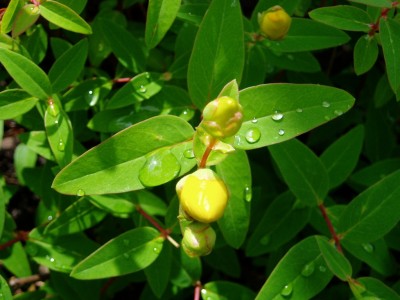 Johanniskraut-Wassertropfen.JPG