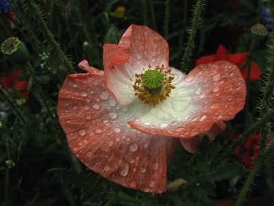 mohn4.jpg