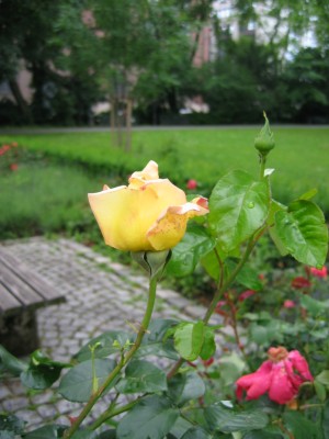 IMG_6936.JPG