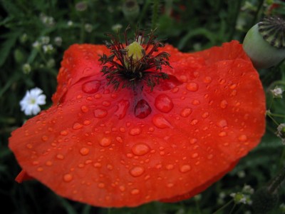 mohn3.jpg