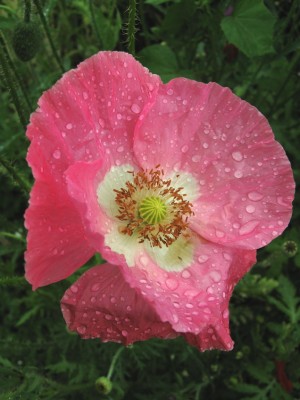 mohn2.jpg