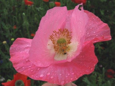mohn1.jpg