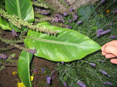 IMG_1247.JPG