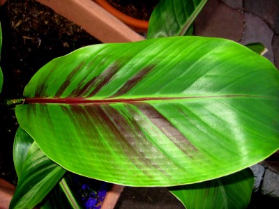 IMG_1245.JPG