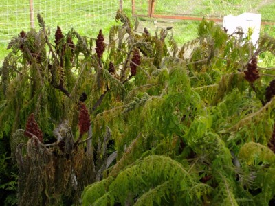 Essigbaum3.JPG
