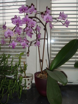 DSC00011-2.jpg