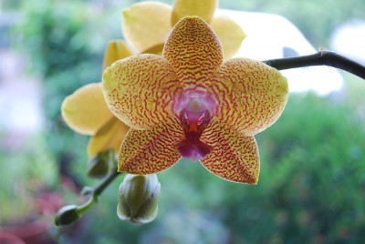 Phalenopsis.jpg
