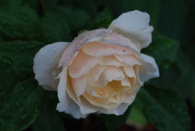 Rose_zartrosa.jpg