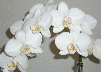 orchidee 001.JPG