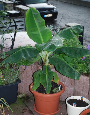 Musa_Dwarf_Carvendish.jpg
