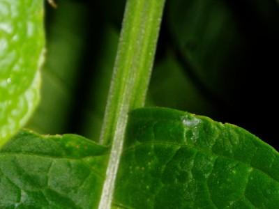 P1180009.jpg