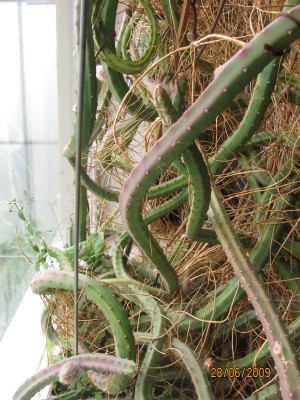 Green2009_2522.jpg