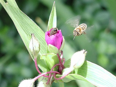 Bienen3.jpg