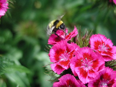 Hummel5.jpg