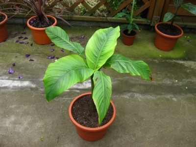 ''sikkimensis''.jpg