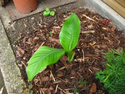 ventricosum.jpg