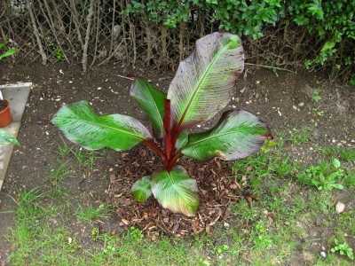 maurellii1.jpg