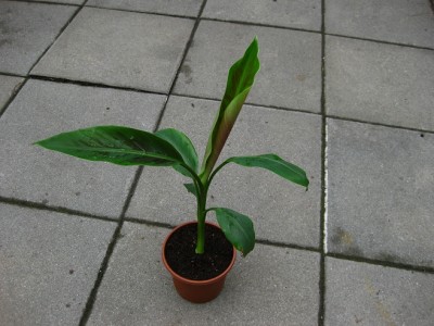 zebrina.jpg