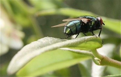 Fliege.jpg